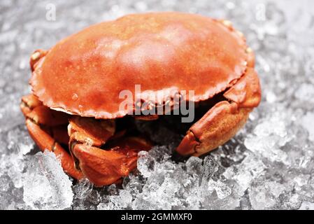 Frische Krabben auf Eis, Meeresfrüchte Meeresfrüchte, gedämpfte rote Krabben oder gekochte Steinkrabben Stockfoto