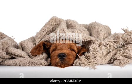 Liebenswert Cobberdog Welpe alias Labradoodle Hund, liegt unter braunen Decke schlafen. Isoliert auf weißem Hintergrund. Stockfoto