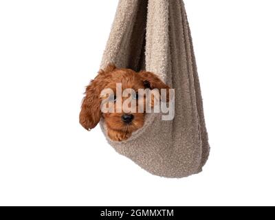 Liebenswert Cobberdog Welpe aka Labradoodle Hund, hängend in braun blanke wie neugeborenes Baby. Blick direkt auf die Kamera. Isoliert auf weißem Hintergrund. Stockfoto