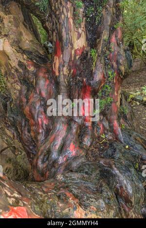 Nasser und kalter Stamm eines alten Eibenbaums, in einem Naturschutzgebiet in der Landschaft von Herefordshire, Großbritannien. Mai 2021 Stockfoto