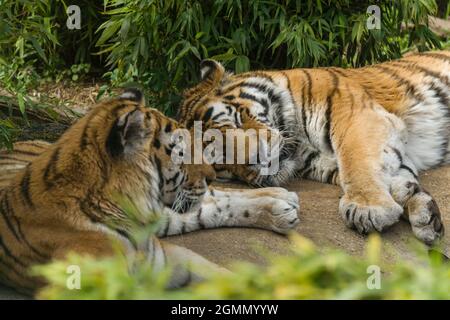 Amur Tiger (Panthera tigris altaica) auch bekannt als der sibirische Tiger. Colchester Zoo Essex Großbritannien. April 2021 Stockfoto