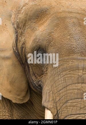 Afrikanischer Elefant (Loxodonta africana) Weiblich, Colchester Zoo Essex Großbritannien. April 2021. Stockfoto