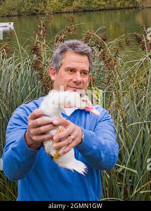 Erwachsener Mann mit einem seiner Moskauer Enten (Cairina moschata) Stockfoto