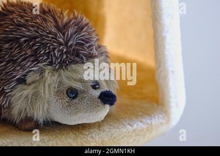 Spielzeug-Igel, der aus einer mit Vlies bedeckten Schachtel herausguckt Stockfoto