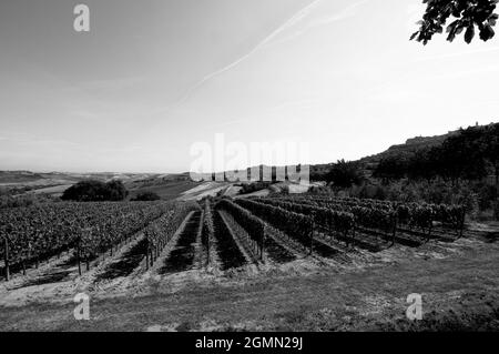 Graustufenaufnahme eines Weinbergs auf dem Hintergrund von Hügeln und Feldern Stockfoto