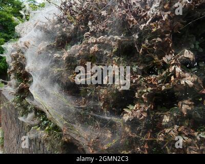 Ein voluminöser Seidenkokon, der eine ganze Gartenhecke umschlingt und von einem Schwarm brauner Mottenraupen erschaffen wird, um sich während der Ernährung zu schützen. Stockfoto