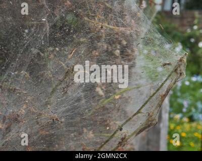 Ein voluminöser Seidenkokon, der eine ganze Gartenhecke umschlingt und von einem Schwarm brauner Mottenraupen erschaffen wird, um sich während der Ernährung zu schützen. Stockfoto