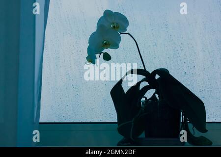 Weiße Orchideenblüte auf einer Fensterbank mit Regentropfen. Schlechtes Wetter, regnerischer Herbsttag Stockfoto