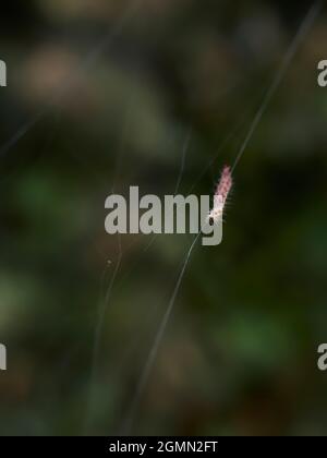 Eine braune Mottenraupe bewegt sich entlang eines Seidenstrangs, der Teil eines schützenden Netzes ist, um einen Gartenbusch herum und schirbt die Insekten während der Nahrungszufuhr ab. Stockfoto