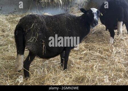 BALWEN WELSH MOUNTAIN SCHAFE Stockfoto