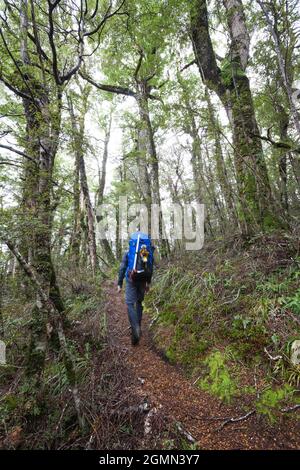 Männlicher Tramper beim Wandern im Buchenwald, Mount Ruapehu, Round the Mountain Track, Tongariro National Park Stockfoto