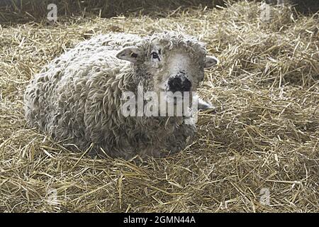 GRAYFACED DARTMOOR-SCHAFE; ODDS FARM; Stockfoto