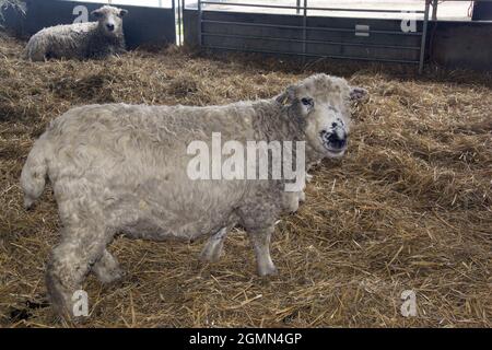 GRAU GESICHTIGE DARTMOOR SCHAFE Stockfoto