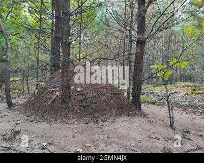 Sehr großer Ameisenhaufen im Wald. Wilde Ameiseninsektenkonstruktion im Wald Stockfoto