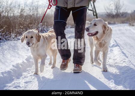 Golden Retriever Hunde auf Winter Natur Stockfoto