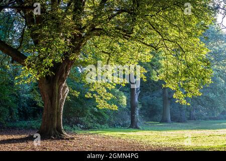 Northampton, Großbritannien Wetter, 20. September 2021. Ein kühler Morgen mit Blick auf den Abington Park, um den Tag zu beginnen. England, Großbritannien Kredit: Keith J Smith./Alamy Live News Stockfoto