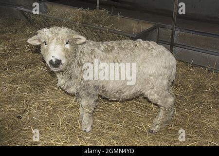 GRAYFACED DARTMOOR-SCHAFE; ODDS FARM; Stockfoto