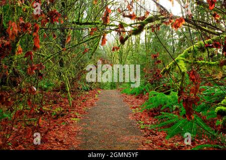 Ein Außenbild eines Waldweges im Pazifischen Nordwesten Stockfoto