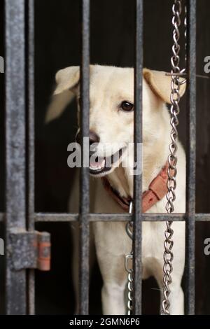 Nahaufnahme einer weißen, indischen Pariah-Hunderasse, verkettet und von innen aus einem gegrillten Käfig nach draußen schauend Stockfoto