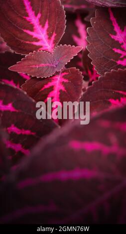 an abstract closeup photo of dark pink and purple crowded coleus plant leaves with beautiful patterns Stockfoto