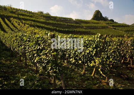 Weinrebe, Weinrebe (Vitis vinifera), Weinberge in Mayschoss, Ahrtal, Deutschland, Rheinland-Pfalz, Eifel, Mayschoss Stockfoto