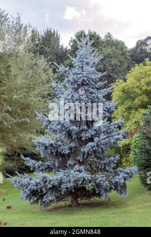 Colorado-blaue Fichte (Picea pungens 'Koster', Picea pungens Koster), Angewohnheit von cultiavr Koster Stockfoto