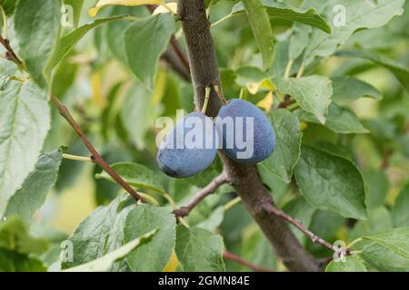 Europäische Pflaume (Prunus domestica 'zum Felde', Prunus domestica zum Felde), Pflaumen auf einem Zweig, Kultivarpräsident Stockfoto