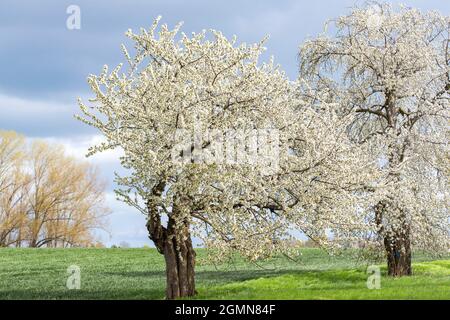 Wildkirsche, Süße Kirsche, gean, Mazzard (Prunus avium), blühend in einem Obstgarten, Deutschland Stockfoto