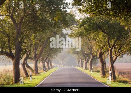 apfelbaum (Malus domestica), Apfelbaumallee entlang einer Landstraße, Deutschland, Mecklenburg-Vorpommern, Naturpark Feldberger Seenlandschaft Stockfoto