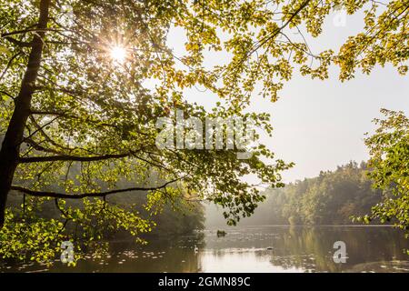 See mit Erlen am Ufer, Deutschland, Brandenburg, NSG Boitzenburger Tiergarten Stockfoto