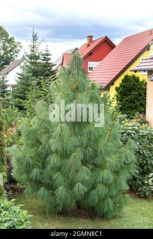 Bhutan Pine, Himalayan Pine (Pinus wallichiana), Habit, Deutschland Stockfoto