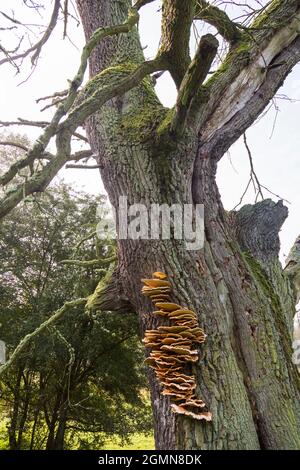 Das Huhn des Waldes, Aulphur polypore, Schwefel-Schelf (Laetiporus sulfureus), auf einer alten toten Eiche, Silvopasture, Deutschland, Brandenburg, NSG Stockfoto
