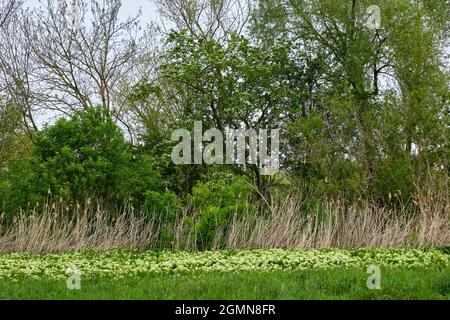 Hortkresse (Cardaria draba, Lepidium draba), Vegetation am Mainufer im Frühjahr, Deutschland, Hessen Stockfoto