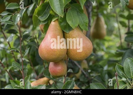 Birne (Pyrus communis 'Durondeau de Tongre', Pyrus communis Durondeau de Tongre), Birne auf einem Baum, Sorte Durondeau de Tongre Stockfoto