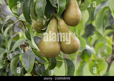 Birne (Pyrus communis 'Conference', Pyrus communis Conference), Birne auf einem Baum, Kultivar Conference Stockfoto