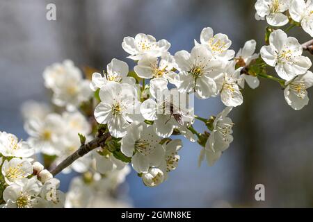 Zwergkirsche, Morello-Kirsche, Sauerkirsche (Prunus cerasus), blühender Zweig, Deutschland Stockfoto