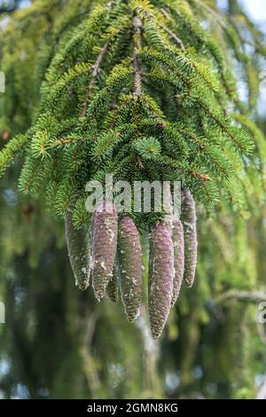 Die Fichte (Picea abies), die Kegel auf einem Zweig, Deutschland Stockfoto