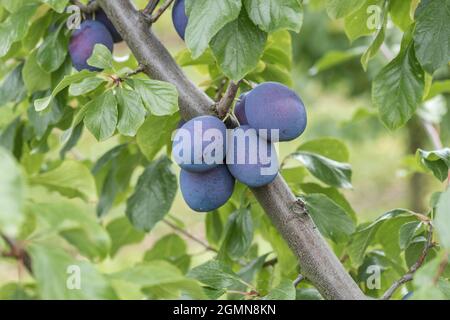Europäische Pflaume (Prunus domestica 'Präsident', Prunus domestica Präsident), Pflaumen auf einem Zweig, Kultivar Präsident Stockfoto
