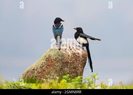 Schwarzschnabelelster (Pica pica), Erwachsene und Jugendliche auf einem Stein sitzend, Deutschland, Mecklenburg-Vorpommern, Naturpark Feldberger Stockfoto