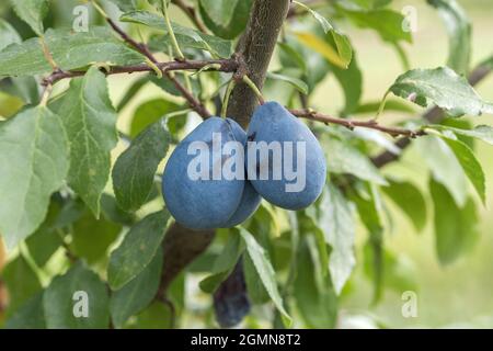 Europäische Pflaume (Prunus domestica 'Valjevka', Prunus domestica Valjevka), Pflaumen auf einem Zweig, Kultivarpräsident Stockfoto