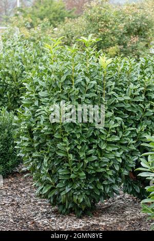 Kirsche-Lorbeer (Prunus laurocerasus 'Genolia', Prunus laurocerasus Genolia), Sorte Genolia als Hecke Stockfoto