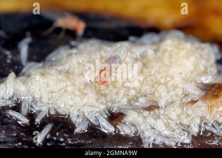 Viele Larven - Maden und tote Erwachsene von Fruchtfliege oder Essigfliege - Drosophila melanogaster. Es ist eine Art von Fliege in der Familie Drosophilid Stockfoto