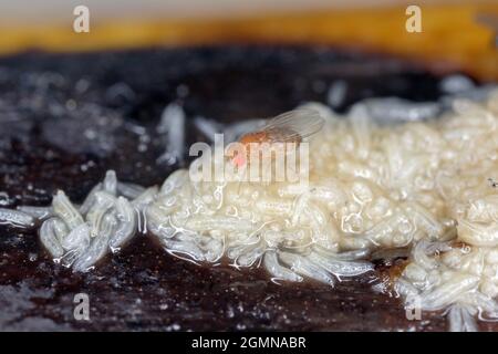 Viele Larven - Maden und tote Erwachsene von Fruchtfliege oder Essigfliege - Drosophila melanogaster. Es ist eine Art von Fliege in der Familie Drosophilid Stockfoto