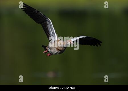 Eine ägyptische Gans (Alopochen aegyptiaca) fliegt über einen See im Sevenoaks Wildlife Reserve Stockfoto