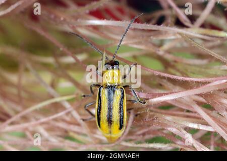 Die westliche Maiswurzelart Diabrotica virgifera virgifera ist eine der verheerendsten Maiswurzelarten. Typisch gefärbtes Weibchen auf dem Mais. Stockfoto