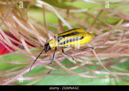 Die westliche Maiswurzelart Diabrotica virgifera virgifera ist eine der verheerendsten Maiswurzelarten. Typisch gefärbtes Weibchen auf dem Mais. Stockfoto