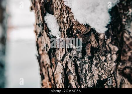 Ein Nagel in einem lebenden Baum. Der Baum versucht, die Wunde zu heilen. Achten Sie auf die Natur. Man muss mit der Natur befreundet sein. Die stilisierte Behandlung der Stockfoto