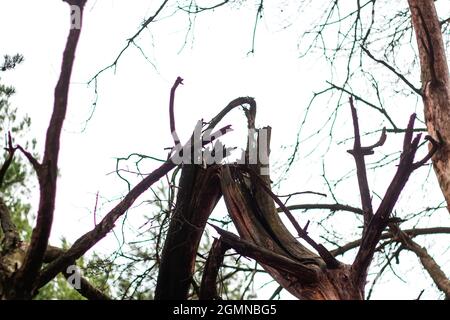 Unschärfe gebrochene alte Kiefer nach Sturm im Wald. Alter Baumstamm und Äste. Draußen, draußen. Schäden und Zerstörung der Natur. Weißer Himmel. Aus Stockfoto