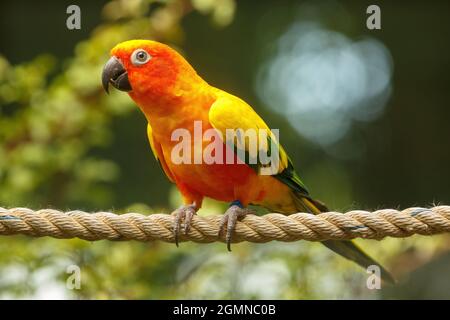 Ein Sonnensittich, oder Sun Conure, ein farbenfroher südamerikanischer Vogel der Papageienfamilie, der an einem Seil feststeht Stockfoto