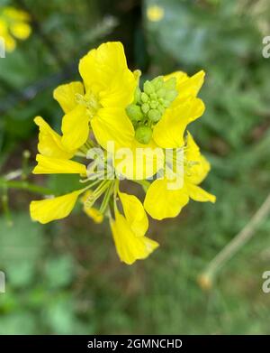 CHARLOCK Sinapis arvensis aka Field Senf. Foto: Tony Gale Stockfoto